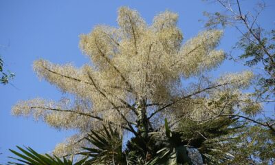 As palmeiras talipot estão florindo no Rio em um espetáculo que só acontece uma vez
