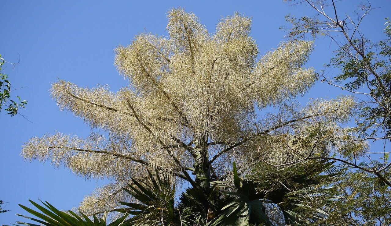As palmeiras talipot estão florindo no Rio em um espetáculo que só acontece uma vez