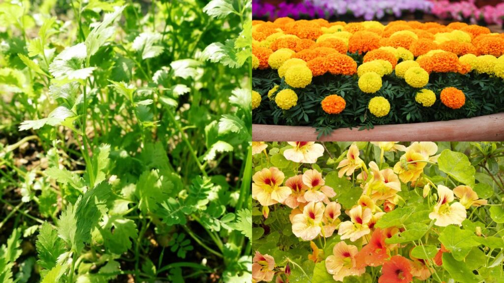 3 ervas simples fazem a horta crescer melhor e quase ninguém percebe