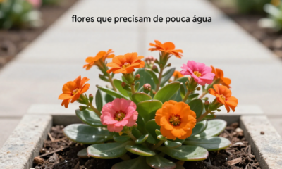 4 flores que deixam o jardim cheio de cor com pouca água