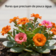 4 flores que deixam o jardim cheio de cor com pouca água