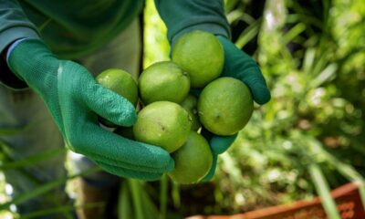 Mãos com luvas verdes seguram limões frescos recém-colhidos contra fundo verde desfocado.