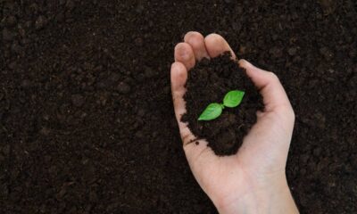 Uma mão segura terra escura com uma pequena muda verde de duas folhas brotando.