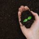 Uma mão segura terra escura com uma pequena muda verde de duas folhas brotando.