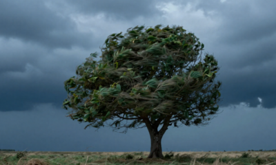 A mudança do vento antes da chuva é um sinal que muita gente ignora