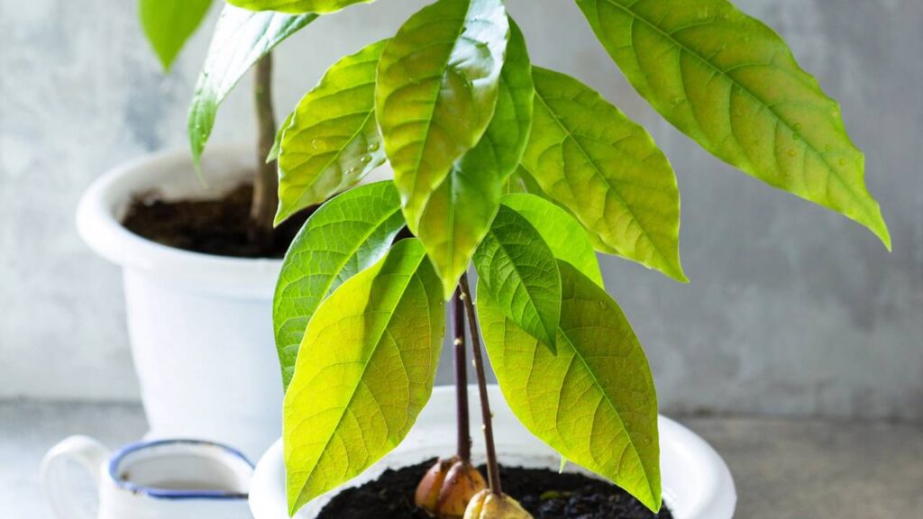 Plantar abacate enxertado faz diferença no tempo de produção da fruta