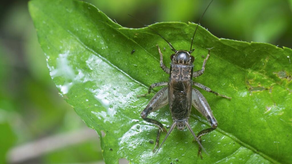 Em noites quentes, o canto dos grilos acelera e isso tem uma explicação natural