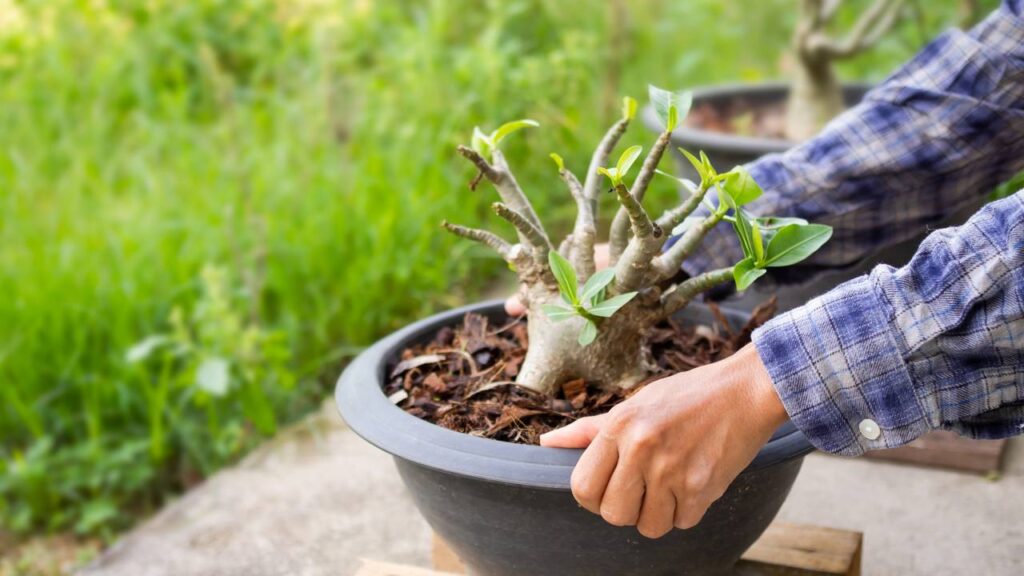 Essa planta quase morreu, mas voltou a florescer quando eu mais precisava