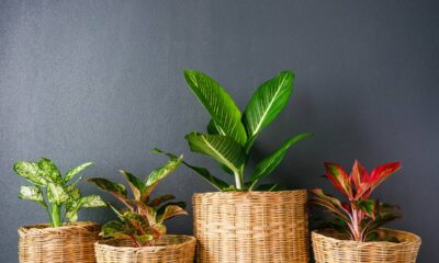 8 plantas que sobrevivem no escuro perfeitas para cantos sem luz e capazes de deixar qualquer ambiente mais verde