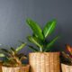 8 plantas que sobrevivem no escuro perfeitas para cantos sem luz e capazes de deixar qualquer ambiente mais verde