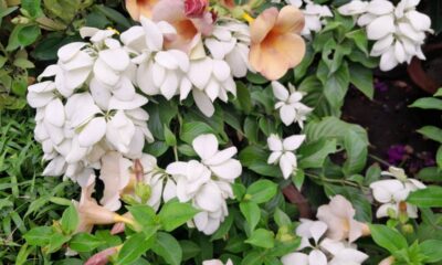 Plantas que florescem o ano inteiro deixam o jardim sempre colorido e estas 7 espécies garantem flores em todas as estações