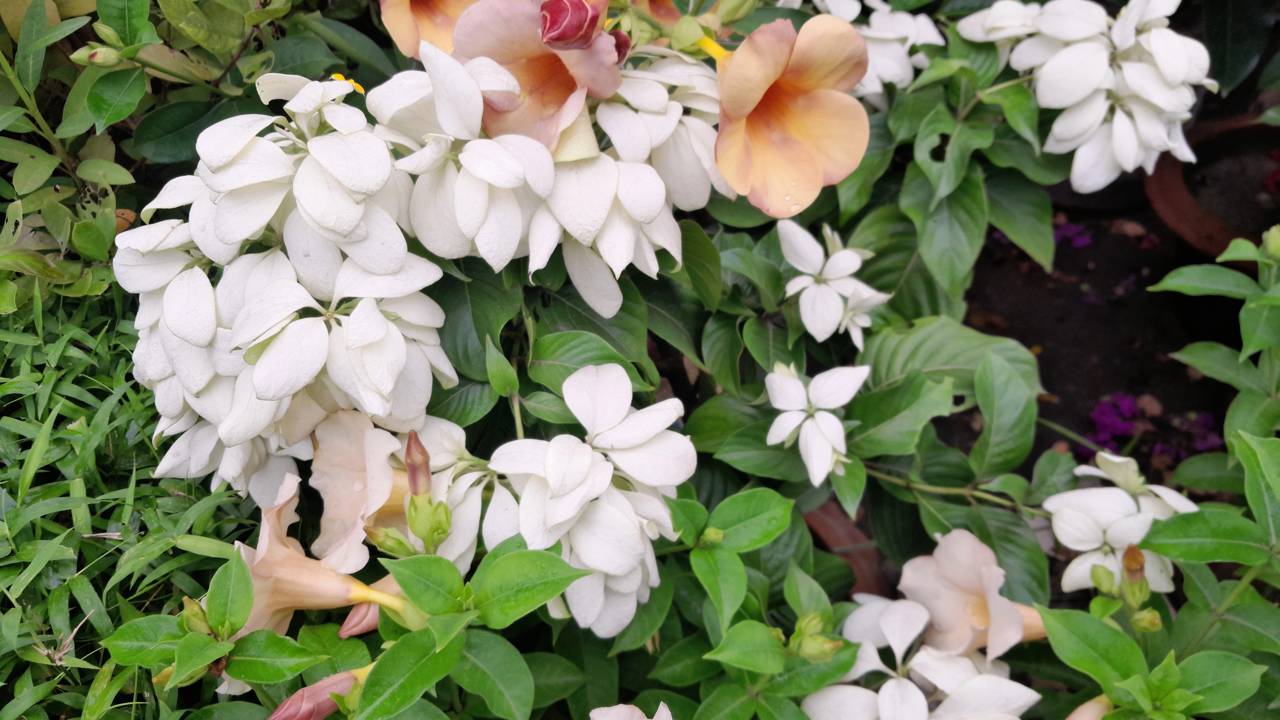 Plantas que florescem o ano inteiro deixam o jardim sempre colorido e estas 7 espécies garantem flores em todas as estações