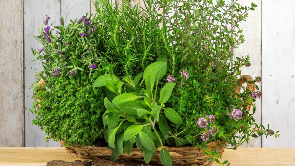 Como combinar lavanda e alecrim para afastar insetos e ainda deixar a casa perfumada e elegante