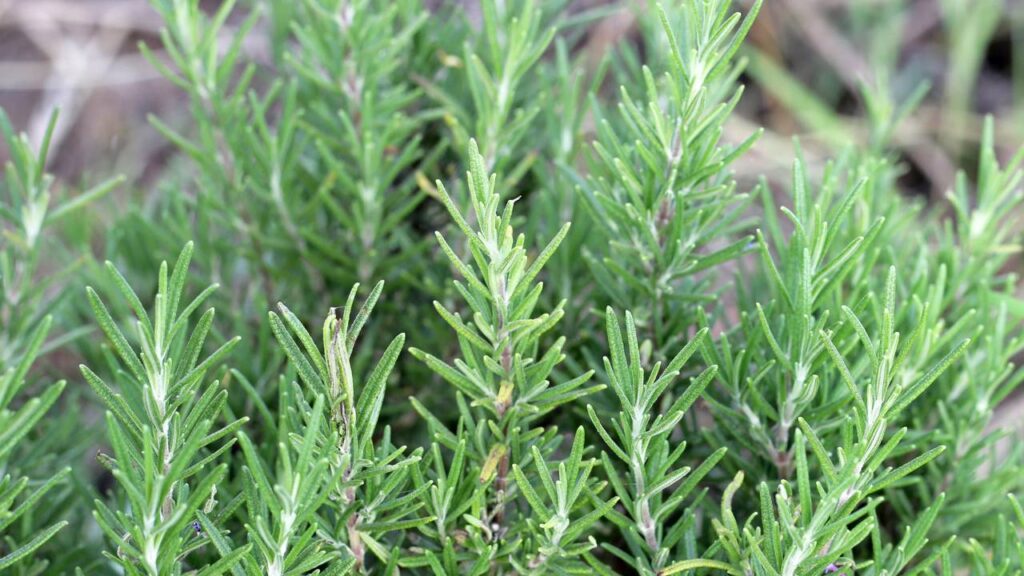 O alecrim reage de um jeito curioso quando usado para afastar insetos no verão