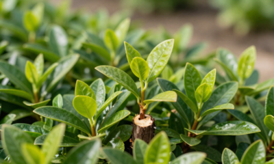 Algumas plantas reagem à poda crescendo mais fortes e rápido