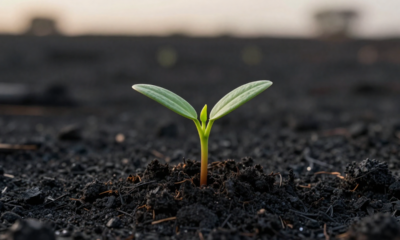 Algumas sementes só germinam depois do fogo e isso acontece por um motivo natural