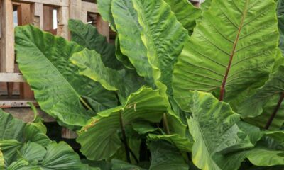 Quanto custa ter orelha de elefante em casa e manter saudável