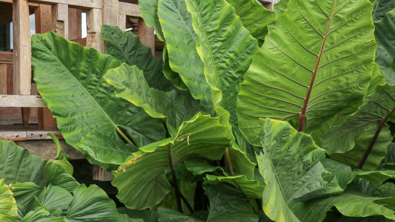 Quanto custa ter orelha de elefante em casa e manter saudável