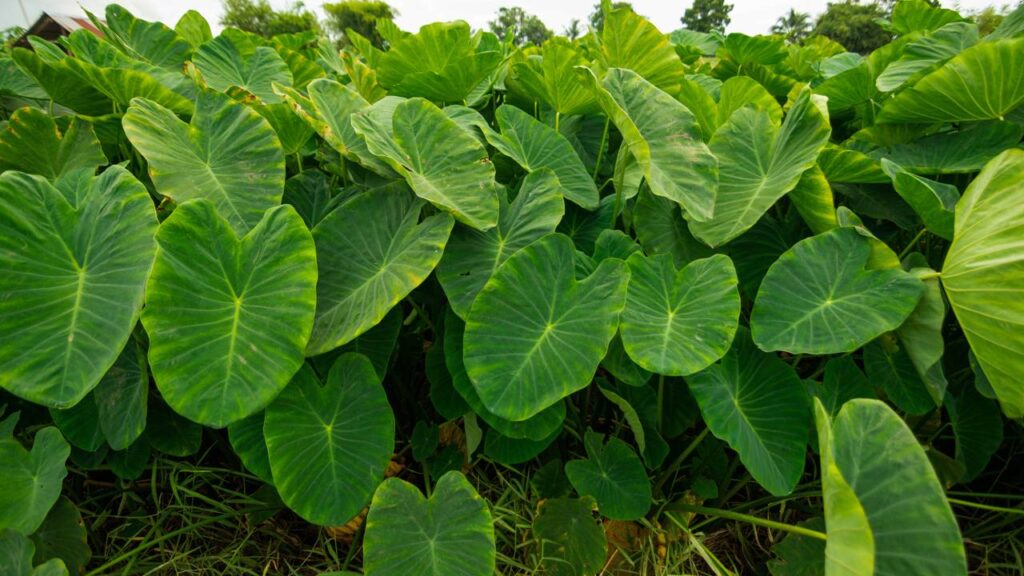 Quanto custa ter orelha de elefante em casa e manter saudável