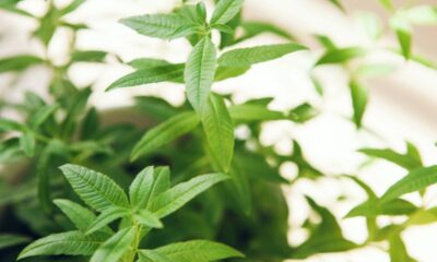 A planta Lúcia lima perfumada pode afastar pernilongos melhor do que parece