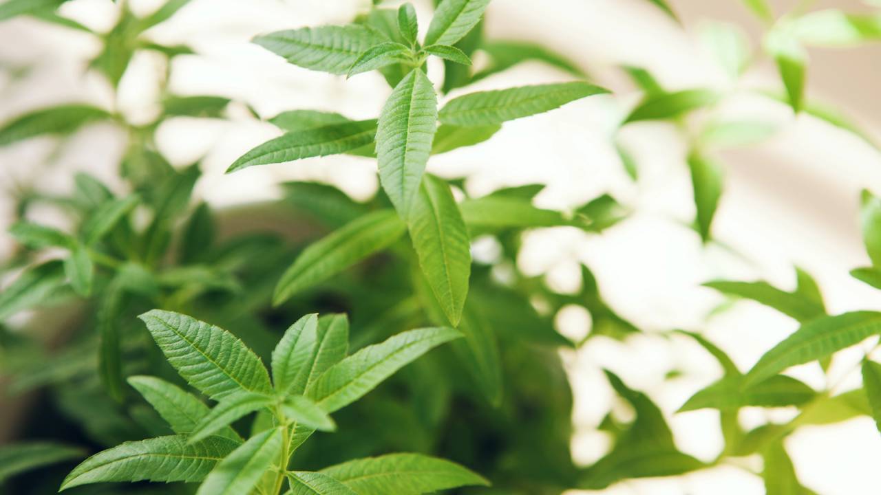 A planta Lúcia lima perfumada pode afastar pernilongos melhor do que parece