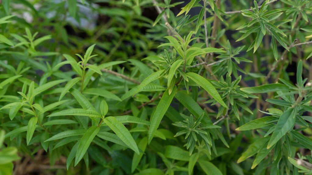 Pouca gente conhece essa erva aromática que lembra limão e muda o clima da casa