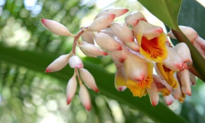 Essa planta tem sabor de gengibre e é usada como remédio caseiro há gerações