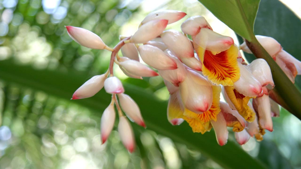 Essa planta tem sabor de gengibre e é usada como remédio caseiro há gerações
