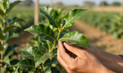Antes de plantar erva-mate, entenda o que mantém a planta forte e bem controlada