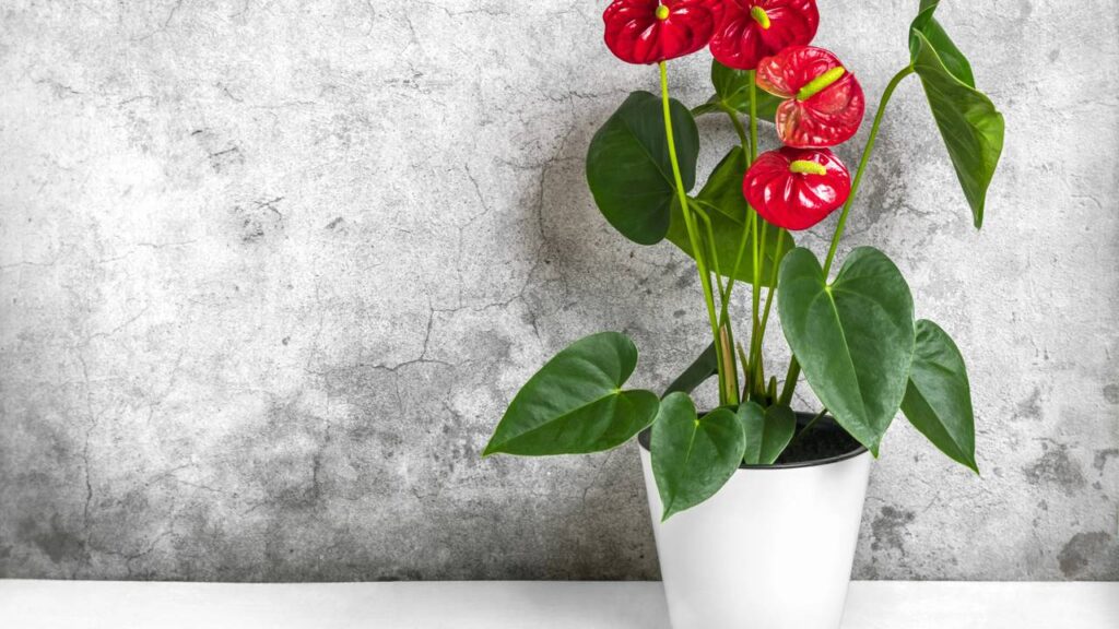 Só depois de um tempo percebi que aquela planta sem nome era um antúrio