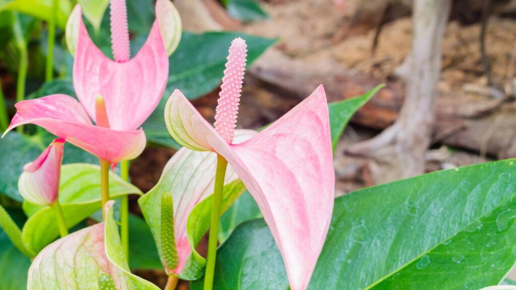 Antúrio rosa é a escolha que muita gente faz quando quer marcar um momento especial