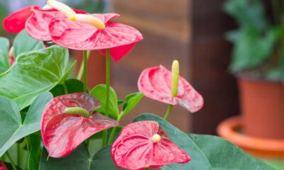 8 plantas que adoram sombra e crescem bem dentro de casa