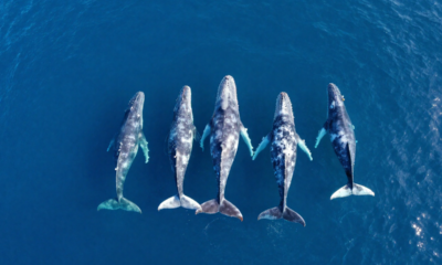 Aposto que você não conhece qual o coletivo de "baleia"