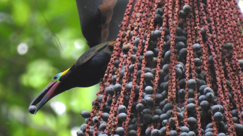 A bacaba é uma palmeira amazônica que chama atenção de quem tenta cultivar em casa