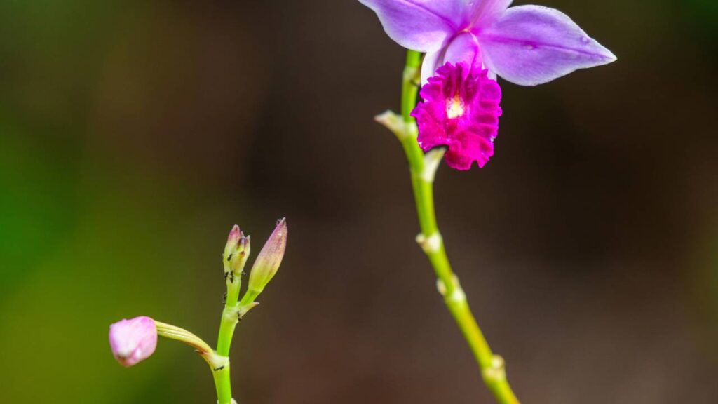 Essa planta floresce todo ano e sempre me faz lembrar de quem a presenteou