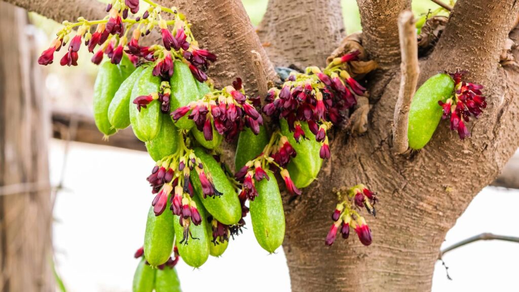 O biri-biri tem um jeito especial de frutificar que encanta quem cultiva