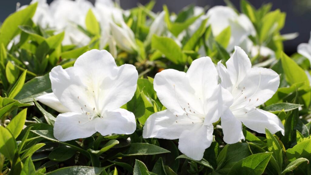 Essa flor branca é associada à paz e às boas intenções dentro de casa