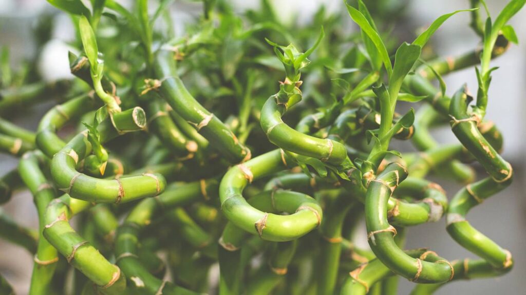 A força simbólica do bambu da sorte, planta ligada à sorte e ao recomeço que transforma qualquer ambiente