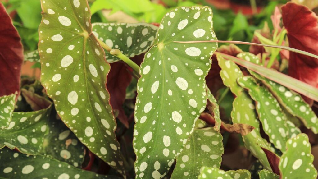 Falar com essa planta virou um hábito inesperado que trouxe calma ao meu dia