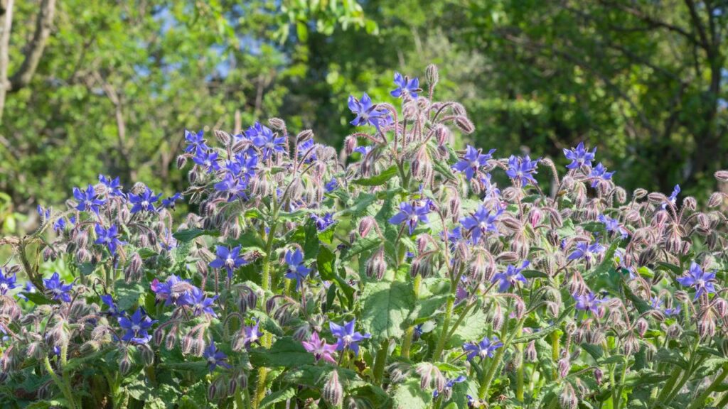 Essa flor brasileira surpreende pelo gosto de pepino e aparece em pratos sofisticados