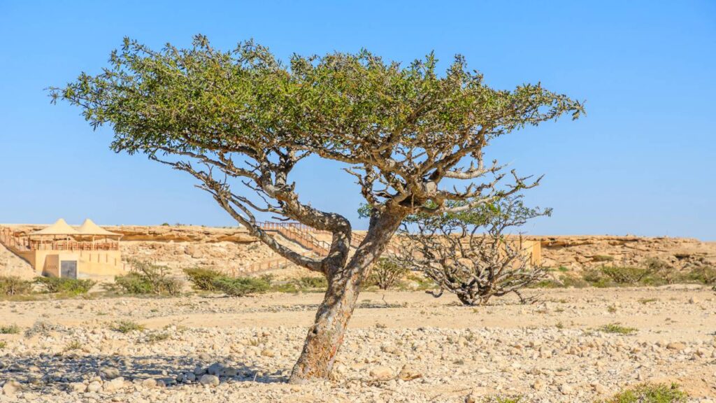 O olíbano é a planta que representa fé, força e equilíbrio e traz uma calma especial em tempos difíceis