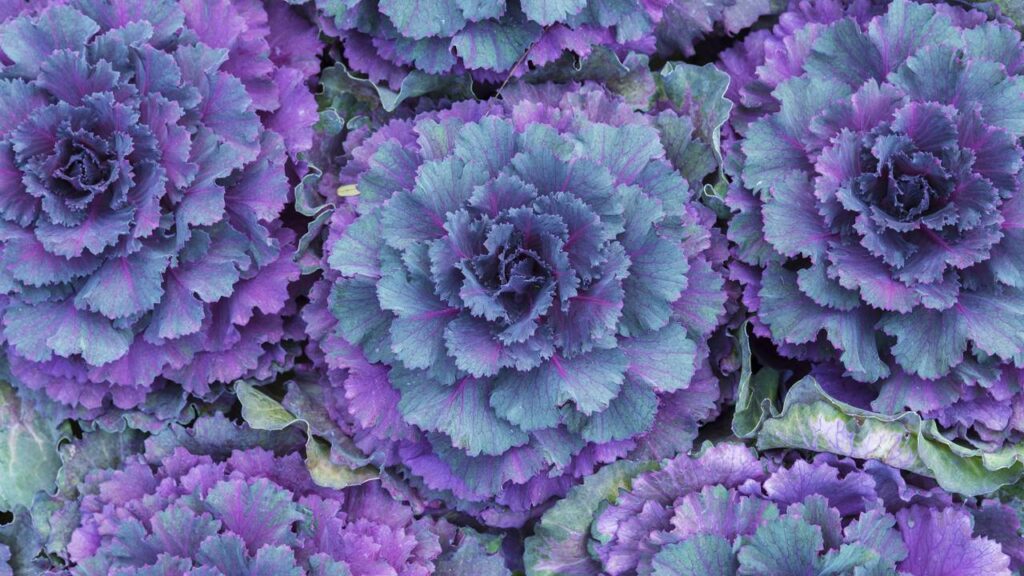 Essa horta de couve começou pequena e virou fonte de equilíbrio diário