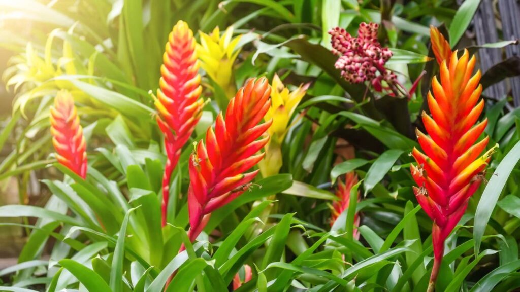 Essa planta ganhou um significado especial ligado a momentos únicos