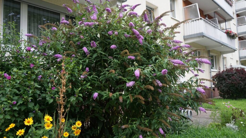 Com essa planta resistente, o jardim ganha cor, vida e visitas constantes de borboletas
