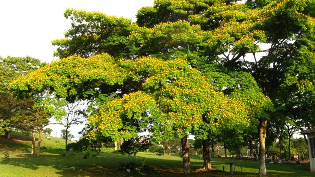 Uma árvore plantada pequena hoje protege a casa do sol com lindas flores