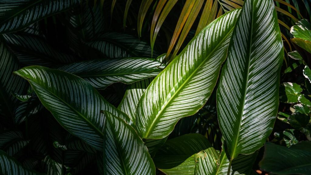 Essa planta é escolhida como presente quando se quer transmitir algo especial