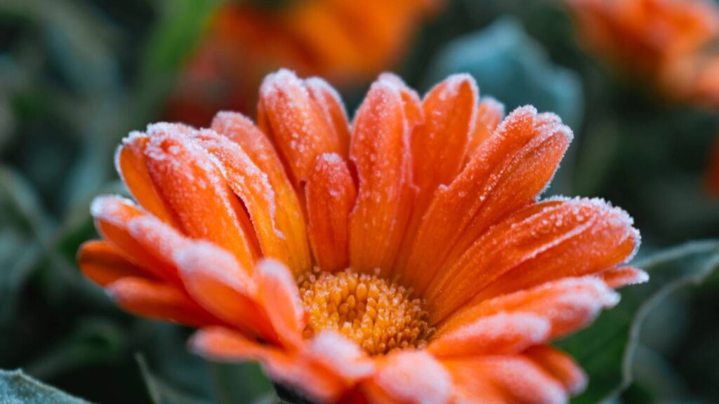 Essa flor colorida simboliza alegria e transforma a energia da entrada da casa
