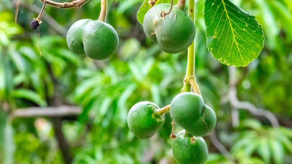Pequi anão é a fruta do cerrado que cresce rápido, aguenta calor forte