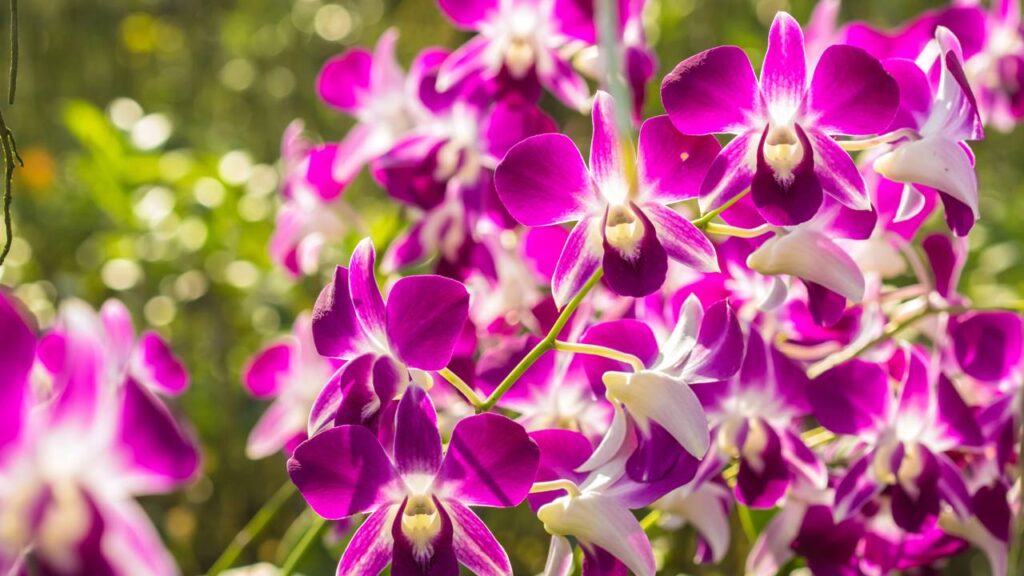 Perdi minha primeira orquídea e aprendi mais do que imaginava