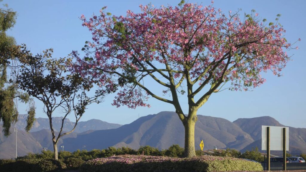 Plantar uma árvore no dia da mudança criou um vínculo que só o tempo explica
